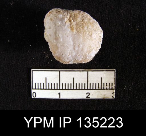 Marginifera ovalis