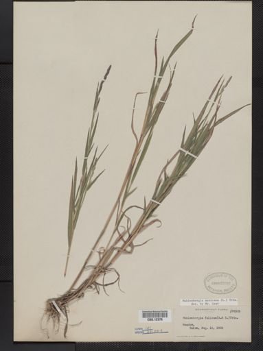 Muhlenbergia mexicana