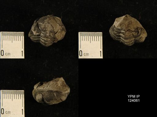 Phacops rana