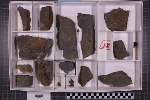 mixed taxa, stratigraphic collection