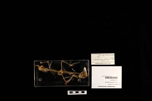 Gonocephalus chameleontinus