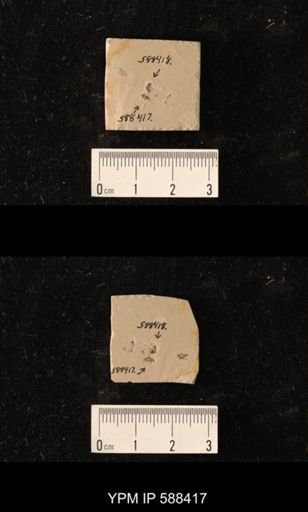 undet. Coleoptera
