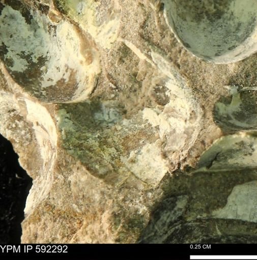 undet. Bivalvia