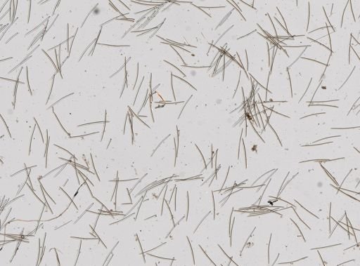 Haliclona (Gellius) sp.