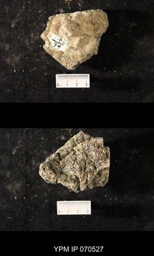 Favosites louisvillensis