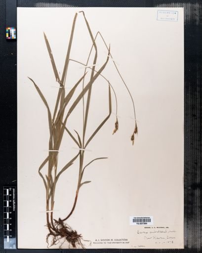 Carex pubescens