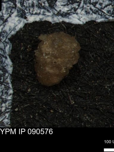 Ammobaculites euides