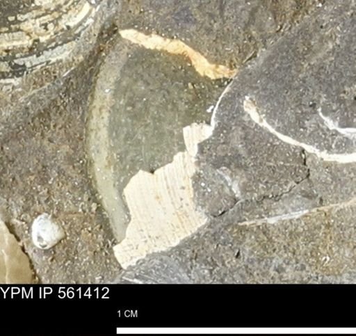undet. Bivalvia