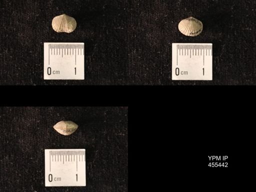 Platystrophia morrowensis