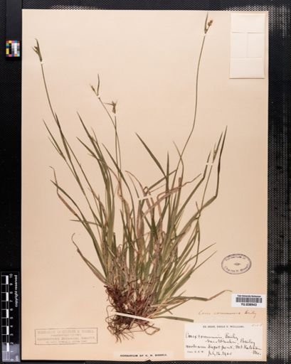 Carex communis