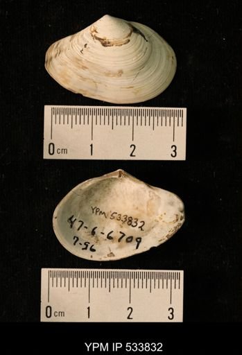 Macoma calcarea