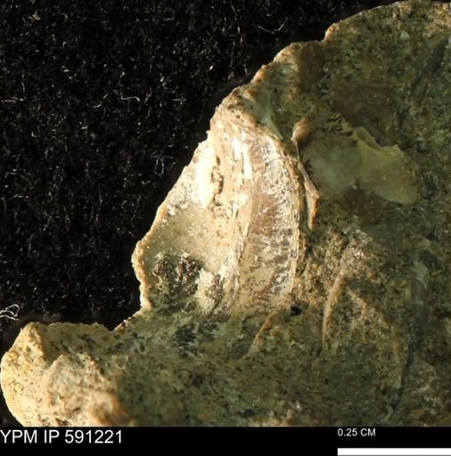 undet. Bivalvia