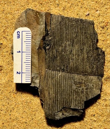 Calamites sp.