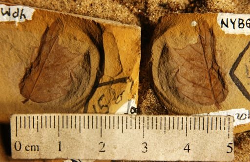 Zelkova oregoniana