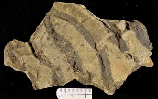 Eospermatopteris erianus
