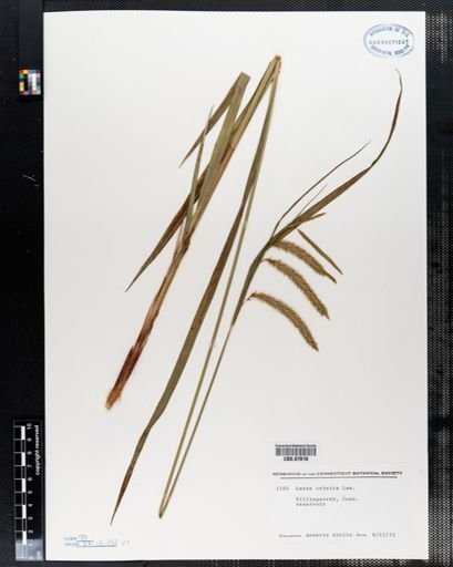 Carex crinita