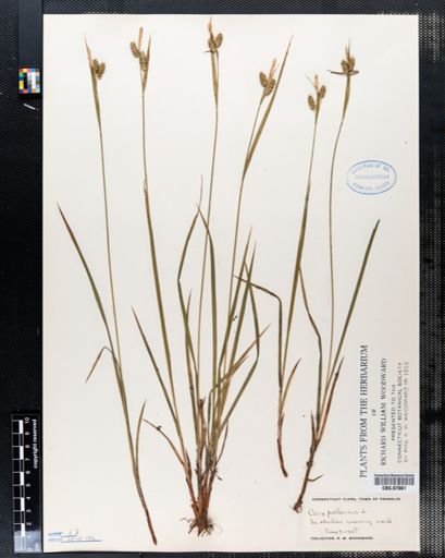 Carex pallescens