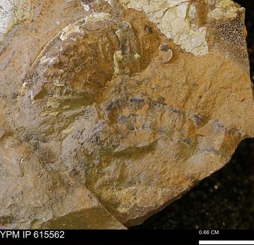 undet. Ammonoidea