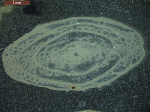 Pseudoschwagerina texana ultima