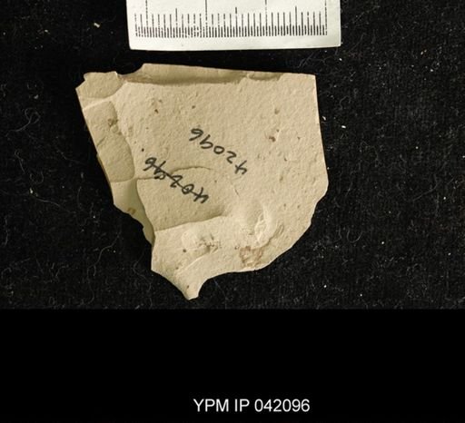 undet. Hemiptera