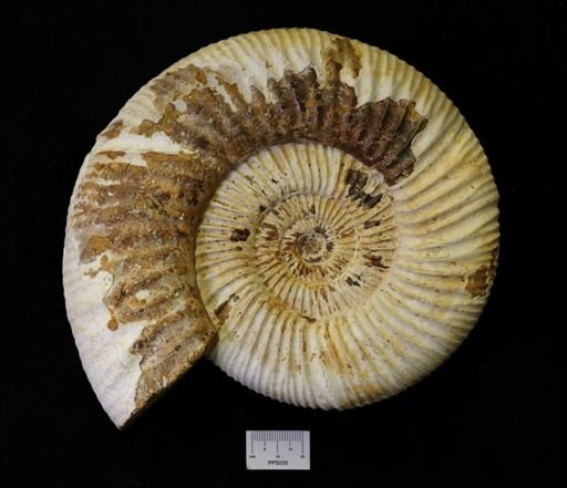 Desmoceras latidorsatum