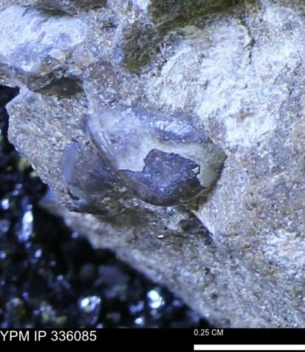 Protocardia subquadrata