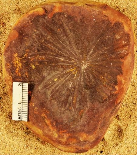 Annularia stellata