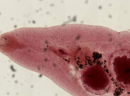 Dicrocoelium dendriticum