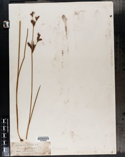 Juncus