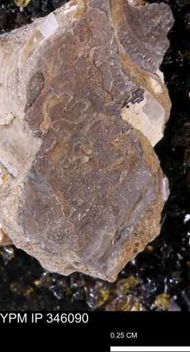 undet. Ammonoidea