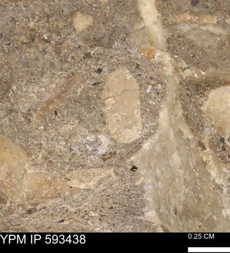 taxon undetermined