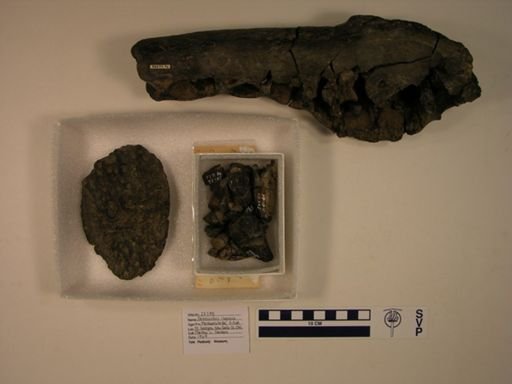 Deinosuchus rugosus