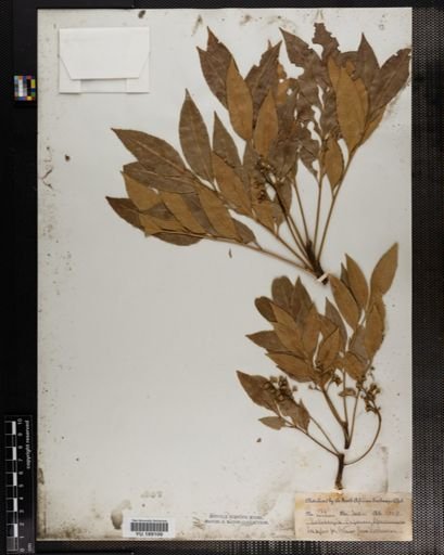 Plantae