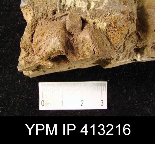 Orthorhynchula sp.