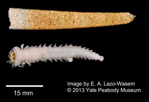 Pectinaria gouldi