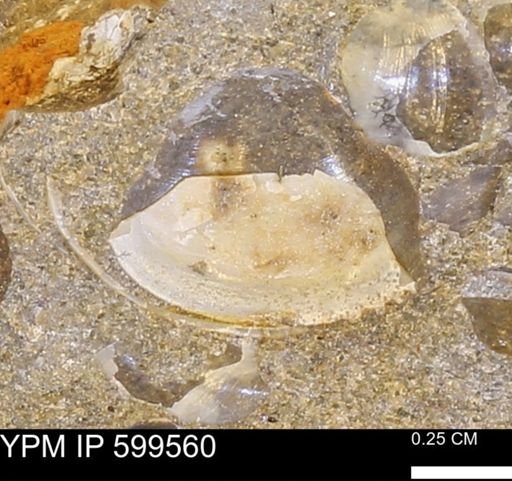 Protocardia subquadrata