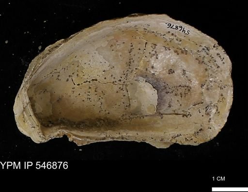 Ostrea virginiana