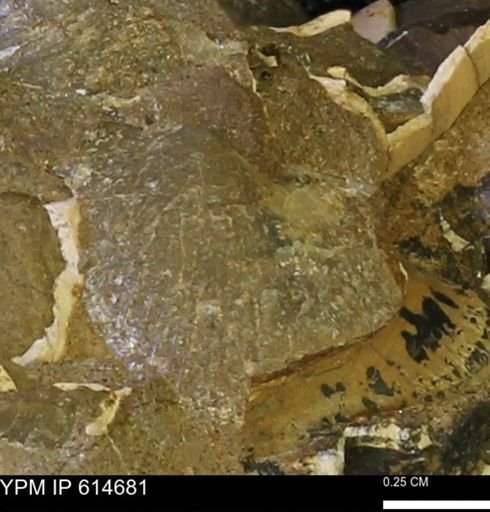 Oxytoma (Hypoxytoma) nebrascana