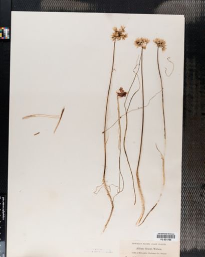 Allium