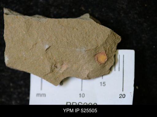 undet. Synziphosurina