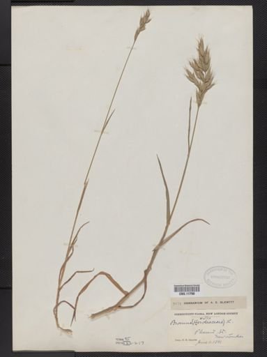 Bromus mollis