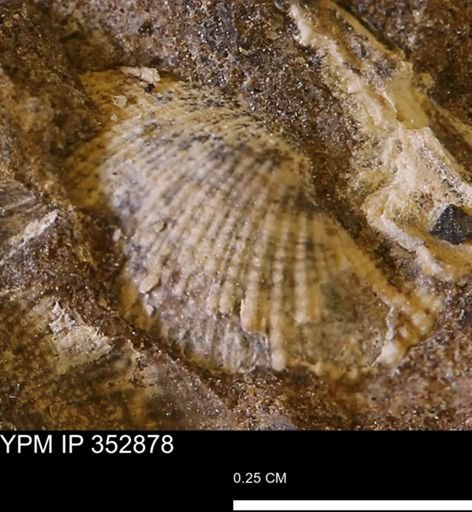 Parallelodon (Cosmetodon) sp.