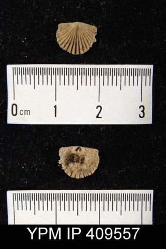 Glyptorthis sp.