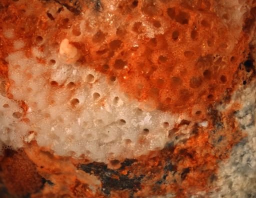 Lagenicella