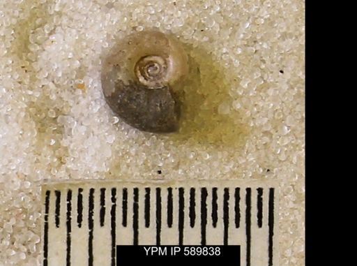 Hoploscaphites comprimus