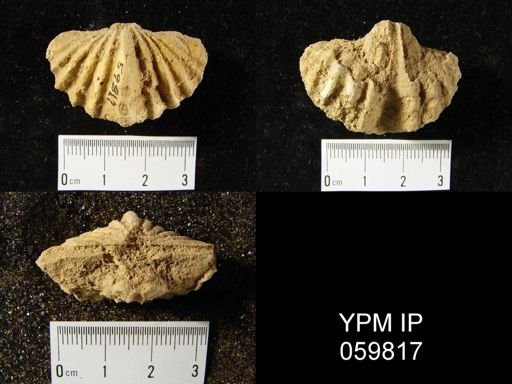 Spirifer murchisoni