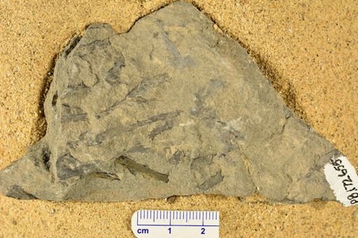 Sawdonia ornata