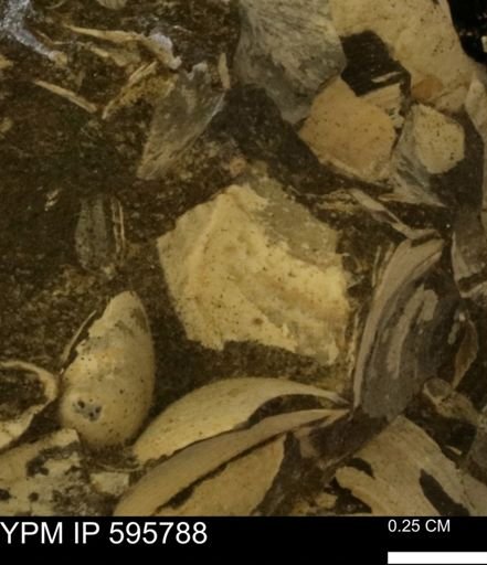 undet. Bivalvia