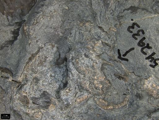 Aplocoma damesii
