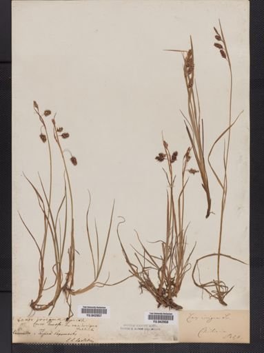 Carex